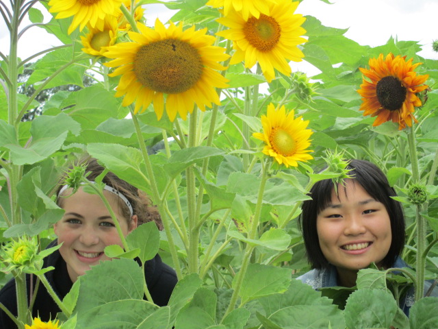 Kansas Girl and Japanese Girl Among Sunflowers
