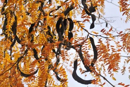 Honeylocust seed pods