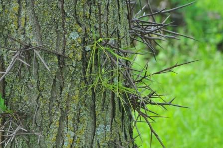 Honeylocust trunk with thorns
