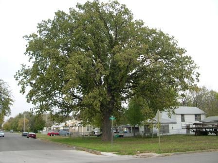 Oak tree